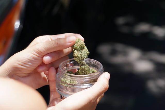 Fingers pull Bud from a jar (photo by Elsa Olofsson)