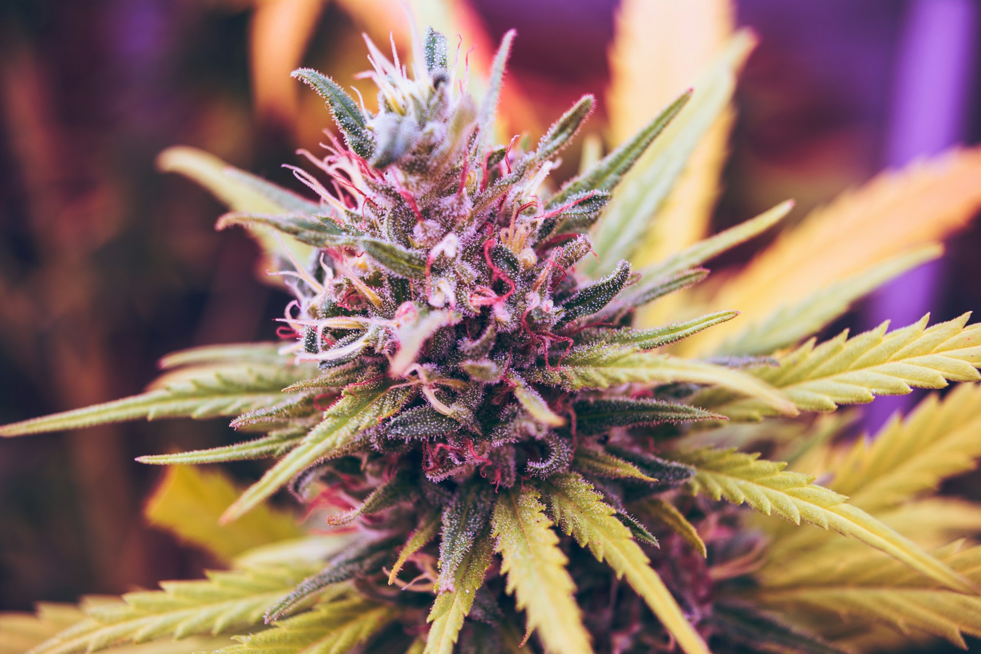 Purple Weed flower (photo by Esteban L&oacute;pez)